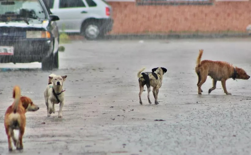 Éxito en campañas de esterilización en Cozumel
