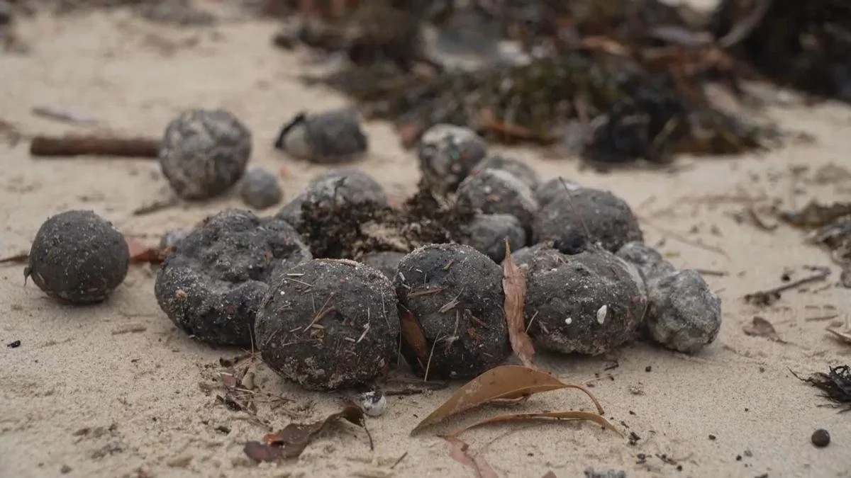 Cierran playas de Sídney ante la presencia de extrañas bolas negras