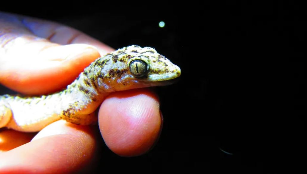 Descubren reptil endémico en Reserva Tehuacán-Cuicatlán