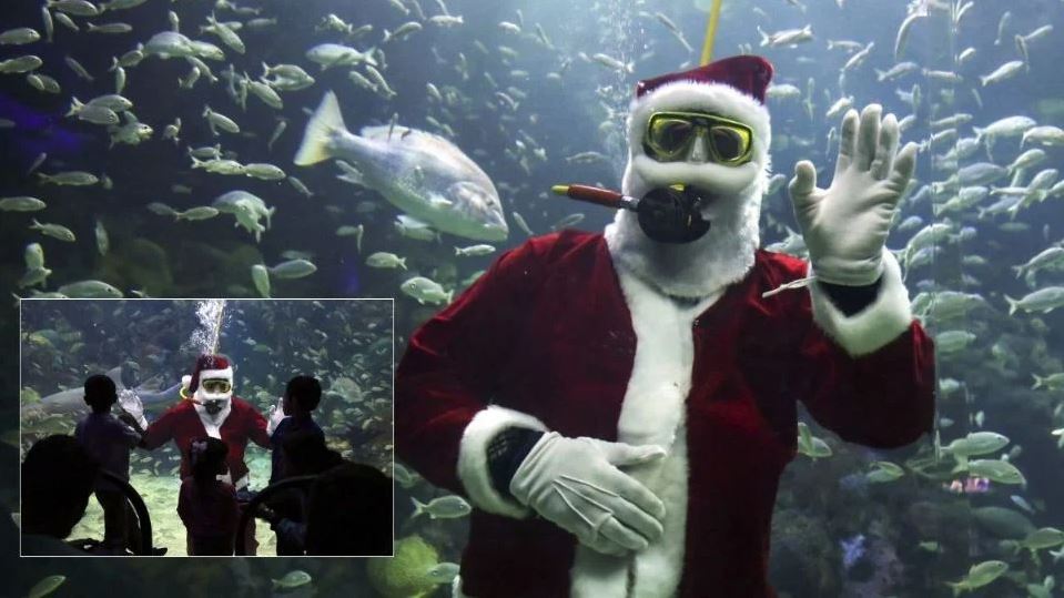 Santa buzo del Aquarium de Veracruz: estos son los únicos días para verlo