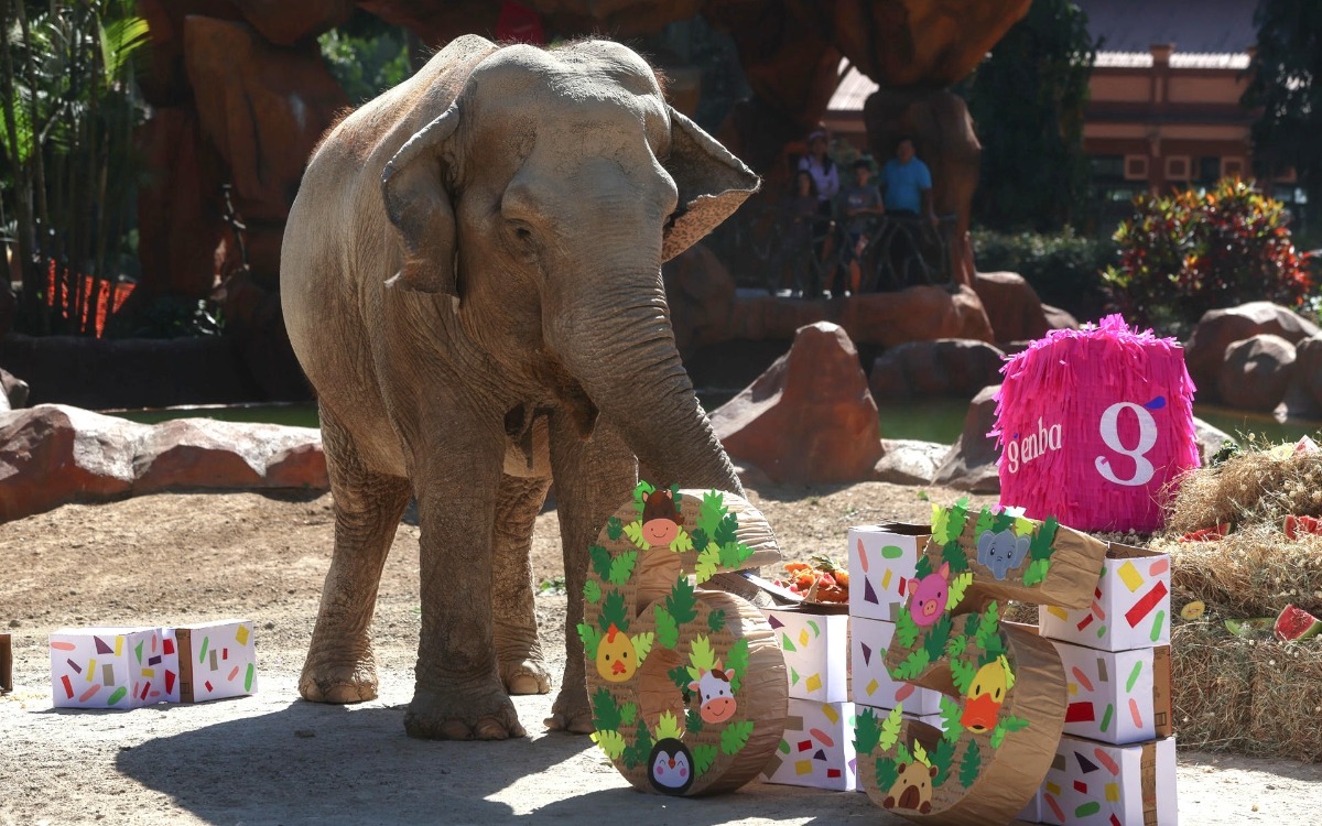 Trompita, la elefanta rescatada de un circo, celebra su cumpleaños 65