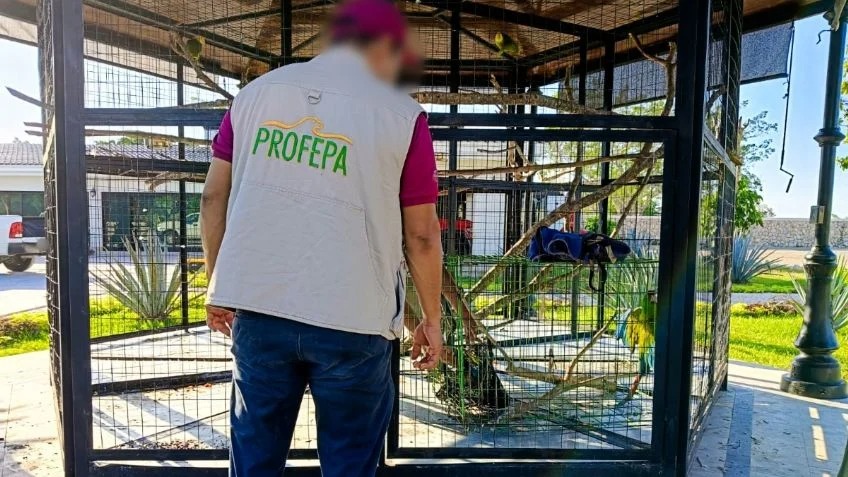 En Macuspana indagan a líder de Morena por comer tortuga