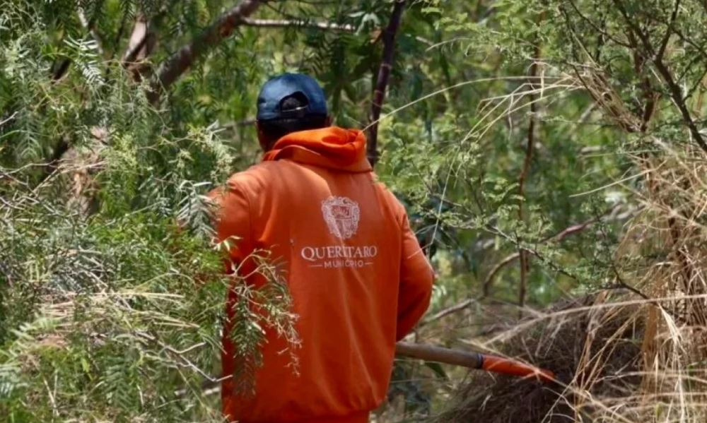 Retiro de lirio en el Querétaro 2000 concluirá la próxima semana