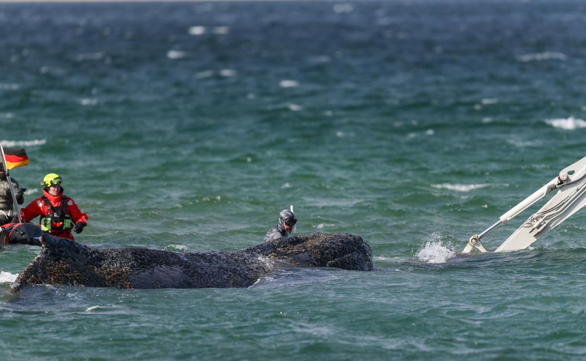 Ballena ‘Timmy’ que murió en Alemania será convertida en biocombustible