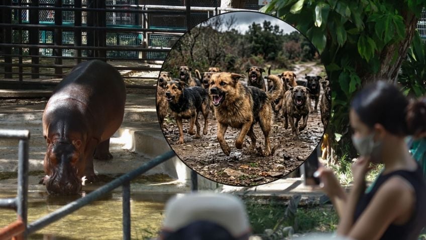Jauría irrumpe en zoológico de Mérida y mata a seis animales