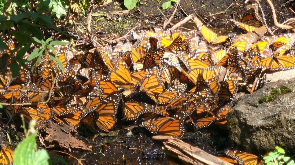 Un celular puede detectar el paso de la mariposa monarca por Guanajuato